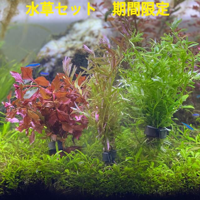 水草セット 期間限定の通販 By たかや S Shop ラクマ 水草セット 期間限定の通販 By たかや S Shop ラクマ