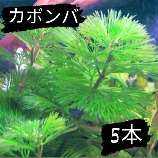 【在庫あと4】カボンバ5本(アクアリウム)