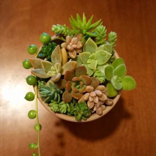 ✼多肉植物✼寄せ植えカット苗(その他)