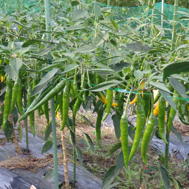 青唐辛子の一味 食品/飲料/酒の食品(野菜)の商品写真