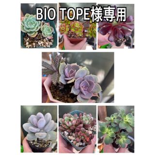 BIO TOPE様専用 多肉植物(その他)