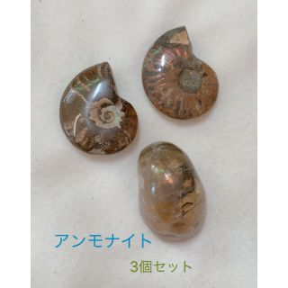 アンモナイト　3個セット　マダガスカル産　化石　標本　⑥(その他)