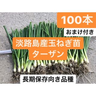 2.淡路島産玉ねぎ苗ターザン100本おまけ付き送料無料(野菜)