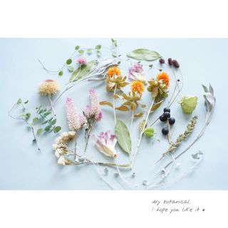 dry botanical /  #20 ドライフラワー 花材  ハンドメイド(ドライフラワー)