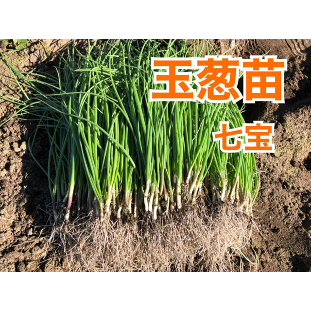 玉ねぎの苗 1000本 野菜 | ceresnz.co.nz
