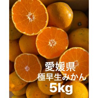 愛媛県　極早生みかん　柑橘　5kg(フルーツ)