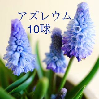 アズレウム　ムスカリ　球根　10球(その他)