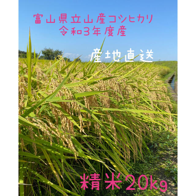 新米　米/穀物　富山県立山産こしひかり　一等米　令和3年産　精米20kg