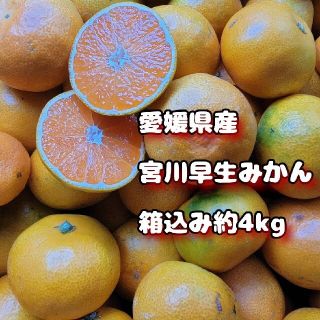 愛媛県産　宮川早生みかん　訳あり箱込み約4㎏　柑橘　ミカン　フルーツ(フルーツ)
