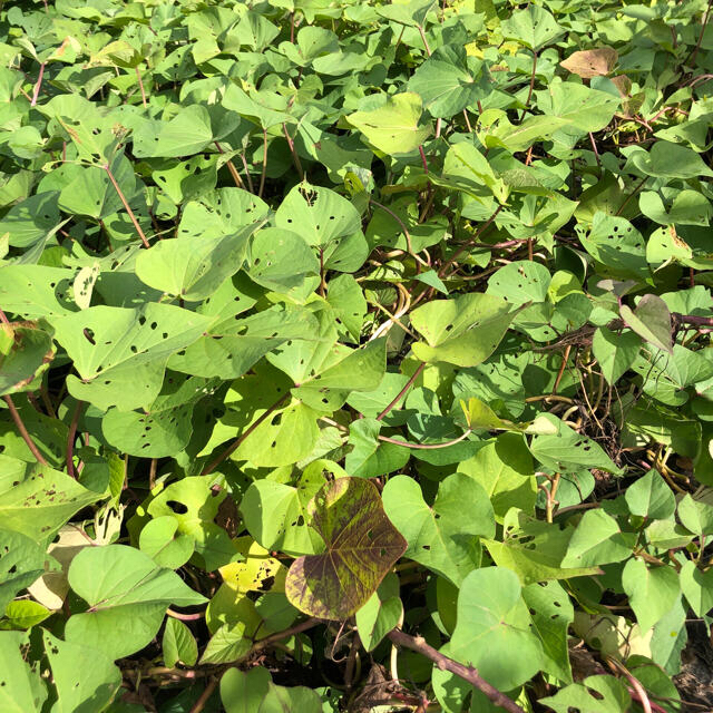 産地直送！紅はるか　無農薬　10kg 子どもたちも大好き！ 食品/飲料/酒の食品(野菜)の商品写真