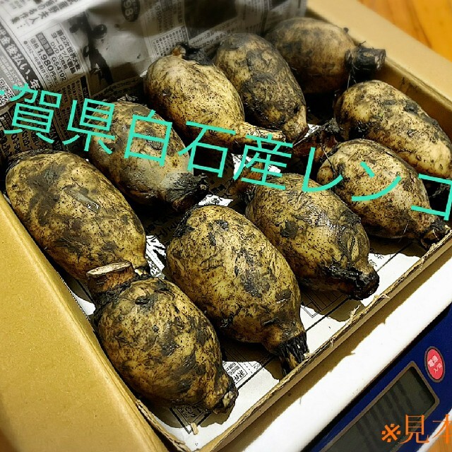 佐賀県白石産れんこん！お得 食品/飲料/酒の食品(野菜)の商品写真