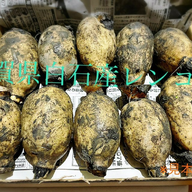 佐賀県白石産れんこん！お得 食品/飲料/酒の食品(野菜)の商品写真