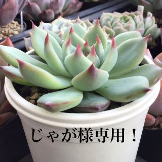 多肉植物　じゃが様専用ページ！！(その他)