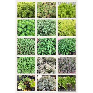 多肉植物★セダム100カット♪15種類★寄せ植えやグリーンカーペットに◎(その他)