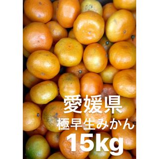 愛媛県　極早生みかん　柑橘　15kg(フルーツ)