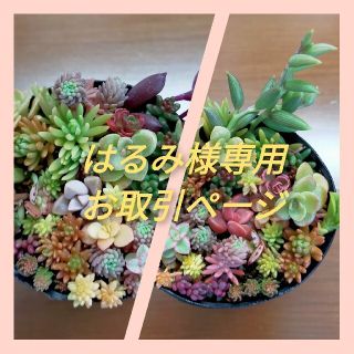 多肉植物　セダムなど盛り合わせ　6cmポットぎっしり　2点(その他)