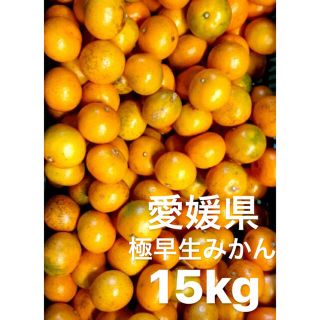 愛媛県　極早生みかん　柑橘　15kg(フルーツ)