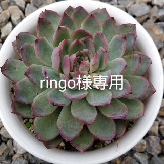 多肉植物 センペルビウム『グリーンヴァウト』(その他)