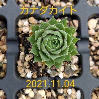 多肉植物 センペルビウム『カナダカイト』(その他)