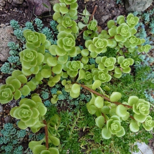 【増量】????????丸葉万年草????????多肉植物♪50カット♪