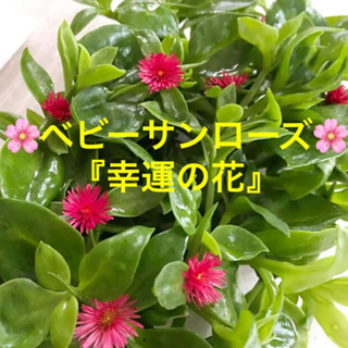 ベビーサンローズ『幸運の花』初心者向け　１５本カット苗(その他)