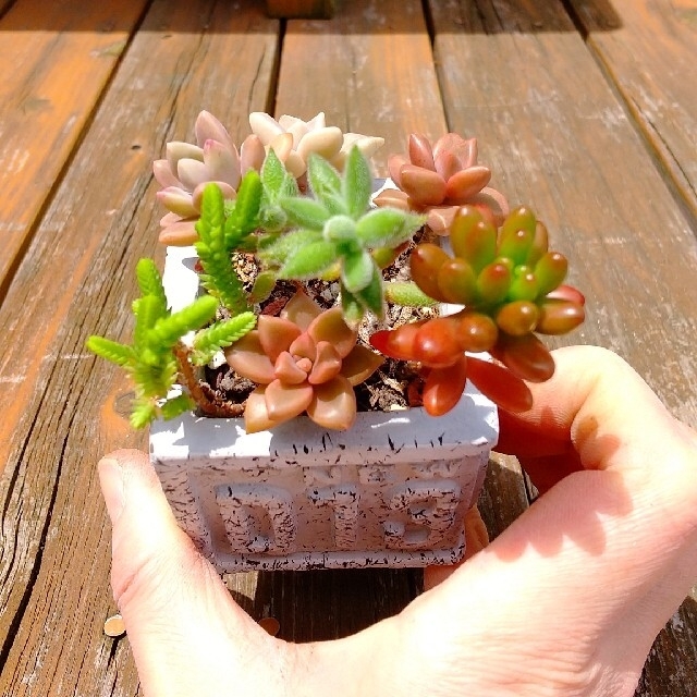 Fig様専用★多肉植物  寄せ植え２個 ハンドメイドのフラワー/ガーデン(その他)の商品写真