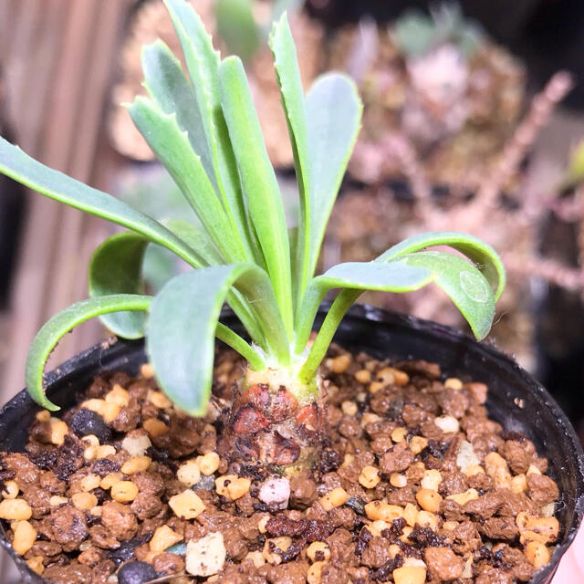 レア種！　オトンナ リトラリス　実生　多肉植物　塊根植物