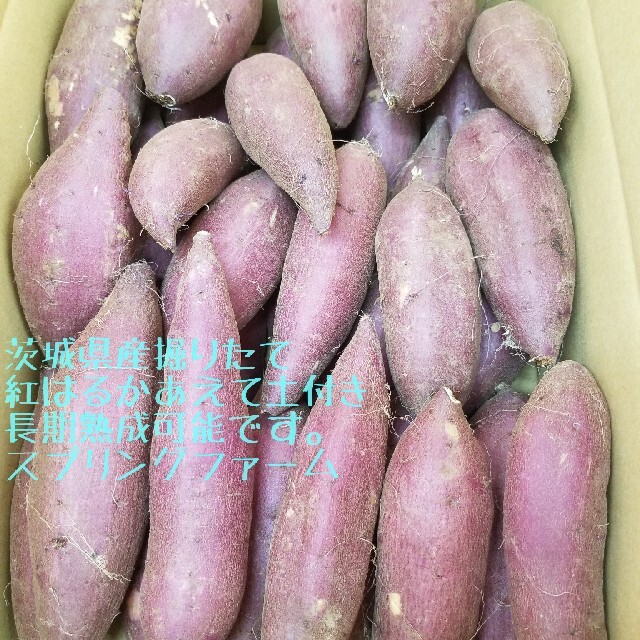 サツマイモ 紅はるか家庭用Sサイズ茨城産15㌔+土付減農薬栽培安納芋以上の甘さ