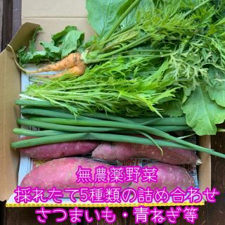 無農薬野菜＊採れたて5種類の詰め合わせ＊さつまいも・青ねぎ等＊セット＊コンパクト(野菜)