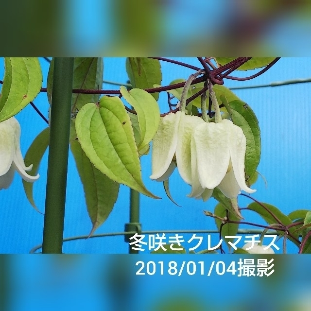 冬咲きクレマチスの挿し木苗 1105 5の通販 By スーパーサスケ S Shop ラクマ 冬咲きクレマチスの挿し木苗 1105 5の通販 By スーパーサスケ S Shop ラクマ