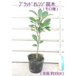 ブラッドオレンジ(モロ種)の実生3年生ポット苗・全高 : 約35cm - - ③(その他)