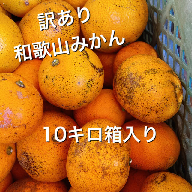 訳あり家庭用　和歌山のみかん　 10キロ　沖縄北海道東北は追加料金 食品/飲料/酒の食品(フルーツ)の商品写真