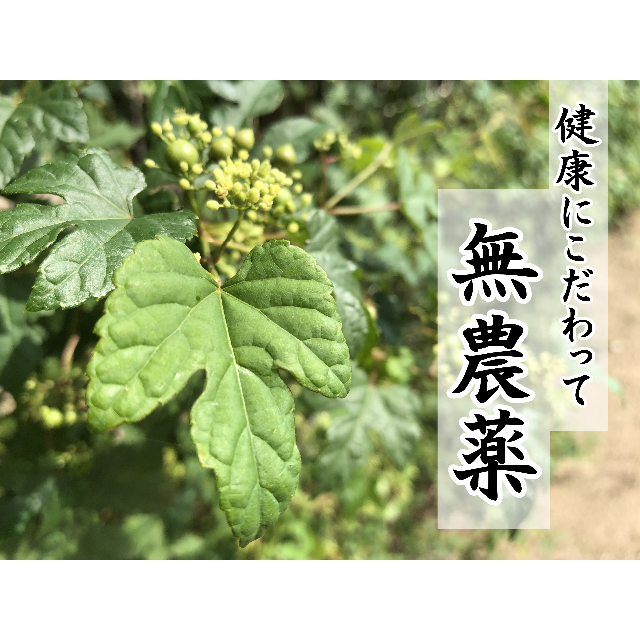 野ぶどう茶・馬ぶどう茶・健康茶 100g