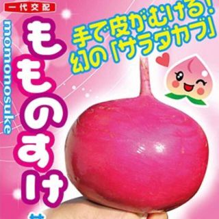 手で皮がむける!幻のサラダカブ もものすけ 種 野菜の種20個(野菜)