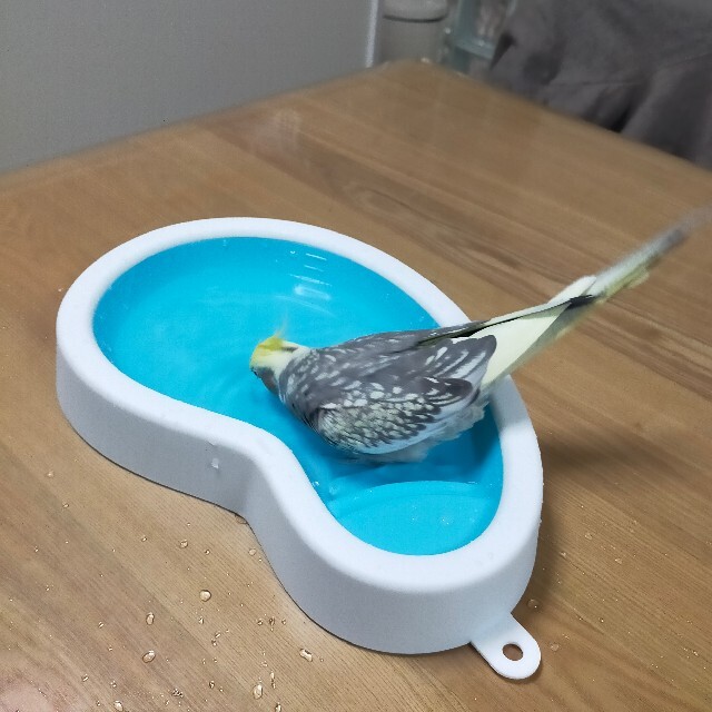 バードバス 鳥用品 水浴び オカメインコ 文鳥 ペット 鳥 おもちゃ 小動物の通販 By 購入者9810 S Shop ラクマ