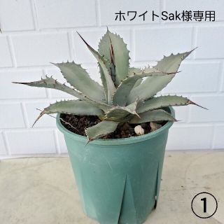 ホワイトSak様専用(その他)