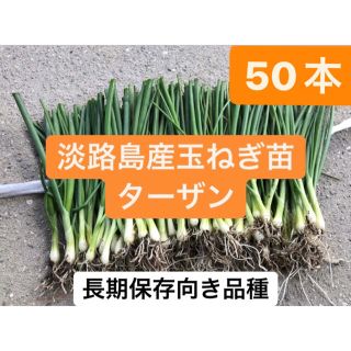 50本！淡路島産玉ねぎ苗ターザン！送料無料(野菜)