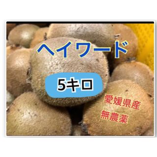 愛媛県産 ヘイワード キウイフルーツ(フルーツ)