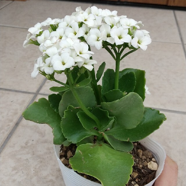 多肉植物  カランコエ 白色の花 ハンドメイドのフラワー/ガーデン(その他)の商品写真