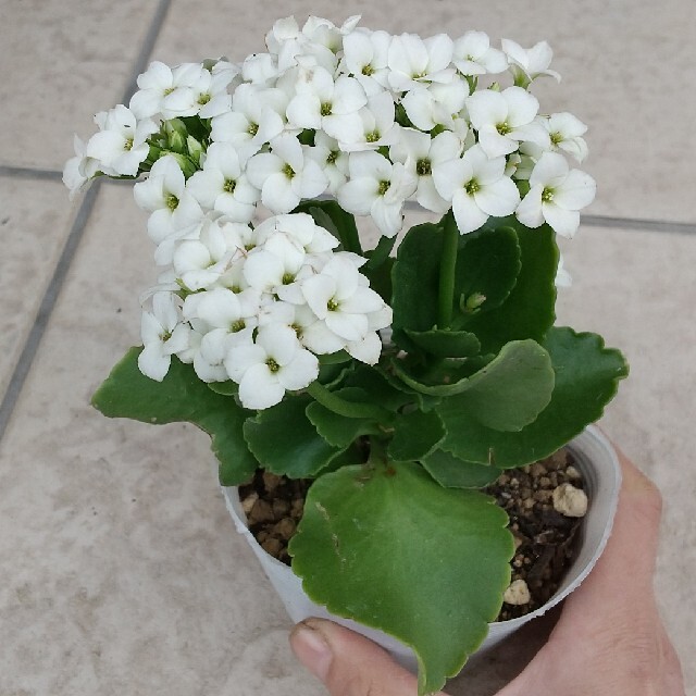 多肉植物  カランコエ 白色の花 ハンドメイドのフラワー/ガーデン(その他)の商品写真