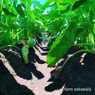 あーちゃん専用🌟埼玉県産　さといも　大きさ色々サイズ　産地直送(野菜)