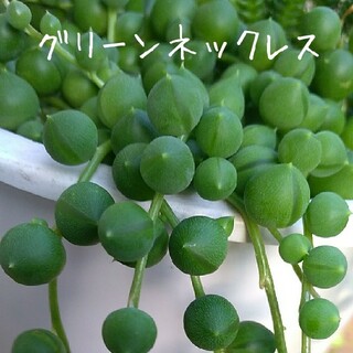 多肉植物【グリーンネックレス】カット苗(プランター)
