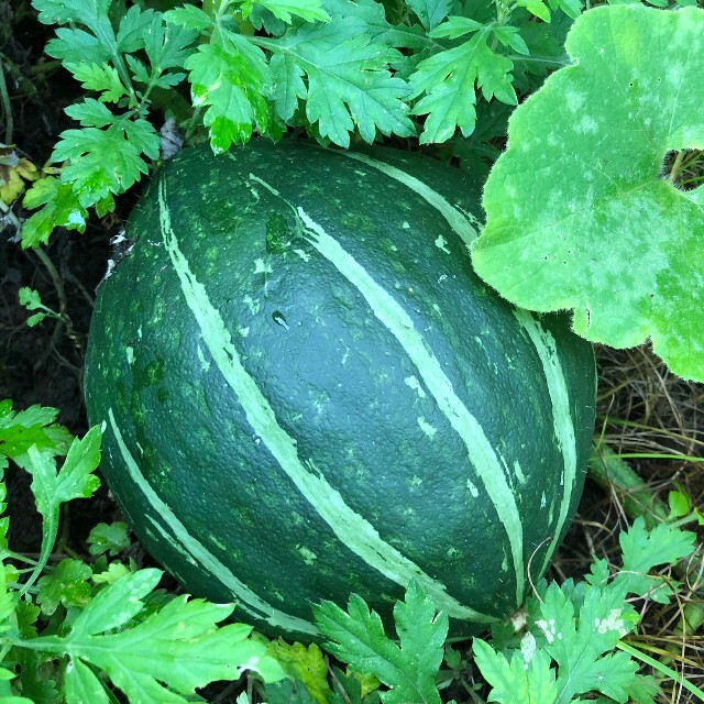 九州とれたて野菜セット 食品/飲料/酒の食品(野菜)の商品写真