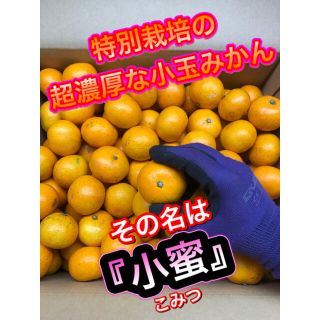 小蜜5キロ　秀品と家庭用ミックス　衝撃の高糖度　あまい　超濃厚みかん　愛媛県産超濃厚小玉秀品と家庭用ミックス