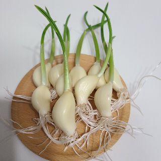 スプラウトニンニク　発芽ニンニク　20粒+オマケ数粒(野菜)