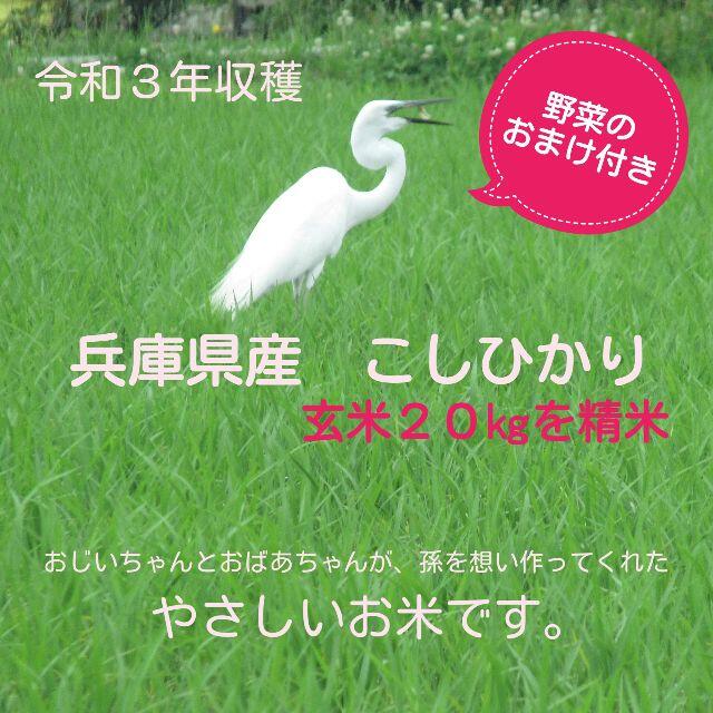 農薬8.5割減》令和3年収穫　兵庫県産こしひかり玄米20㎏(精米してお届け)　米/穀物