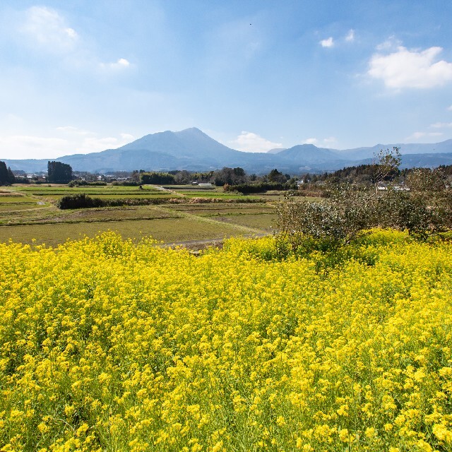 国産はちみつ  300g × 4本  純粋  蜂蜜 食品/飲料/酒の食品(その他)の商品写真