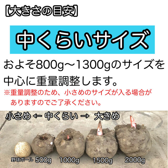 【群馬県産】こんにゃく芋箱込み20kg以内　手作りこんにゃく用【小から中サイズ】