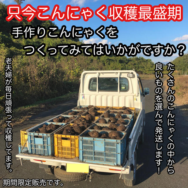 【群馬県産】こんにゃく芋　箱込み5kg以内　手作りこんにゃく用【中くらいサイズ】 食品/飲料/酒の食品(野菜)の商品写真