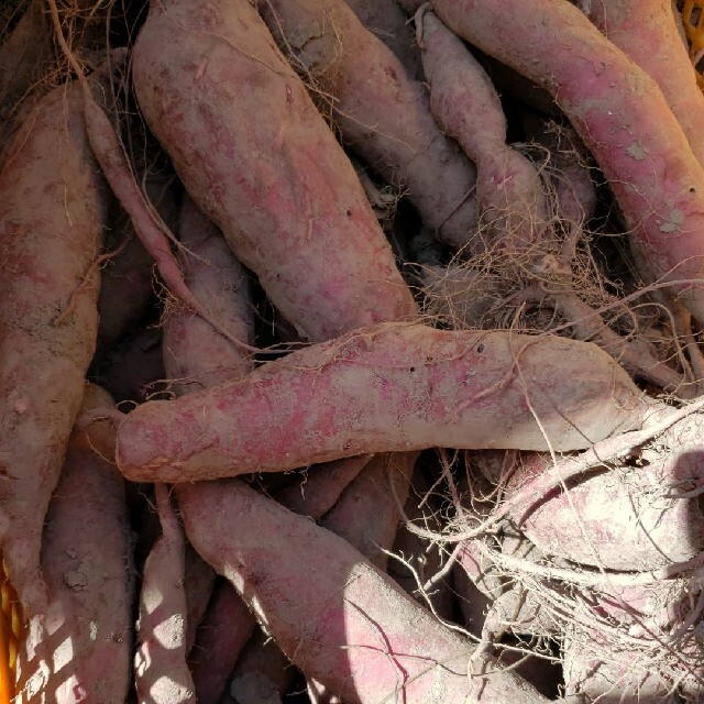 無農薬野菜セット香川県産、80サイズいっぱい 食品/飲料/酒の食品(野菜)の商品写真